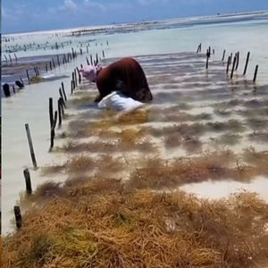 Raw Organic Sea Moss